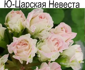 Пеларгония розебудная Ю-Царская Невеста