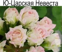 Ю-Царская Невеста