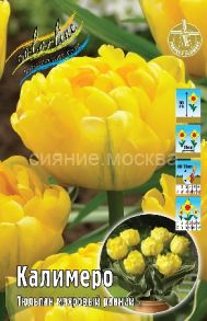 Тюльпан махровый ранний Калимеро (Calimero), 10/11, 1 шт
