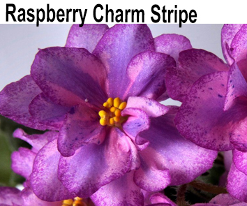 Raspberry Charm Stripe
