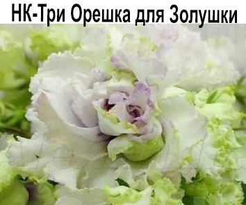 НК-Три Орешка для Золушки (Козак)  НОВИНКА КАТАЛОГА!