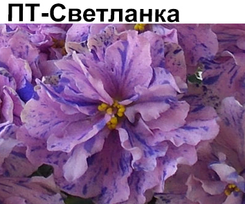 ПТ-Светланка (Пугачева)  НОВИНКА КАТАЛОГА!