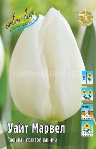 Тюльпан Уайт Марвел, простой ранний,  11, 1 шт.