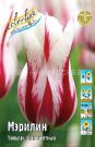 Tyulpan-Merilin-liliecvetnyj-11-12-1-sht