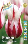 Tyulpan-Merilin-liliecvetnyj-11-12-1-sht