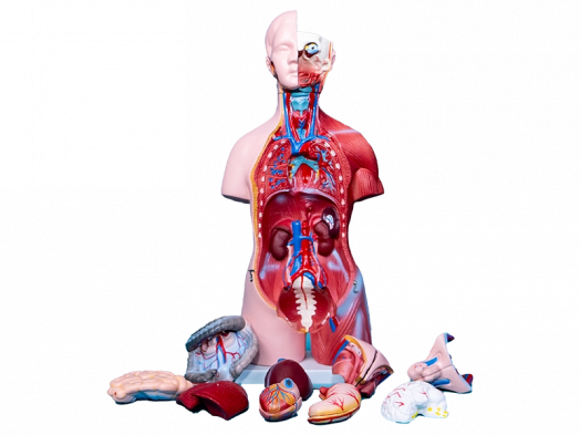 Интерактивный учебный комплекс "Трехмерный анатомический атлас