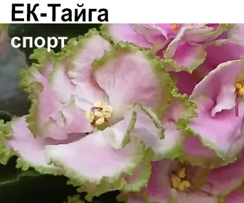 ЕК-Тайга (спорт)