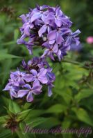 Флокс 'Гордость России' / Phlox 'Gordost Rossii'