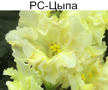 РС-Цыпа (С.Репкина)