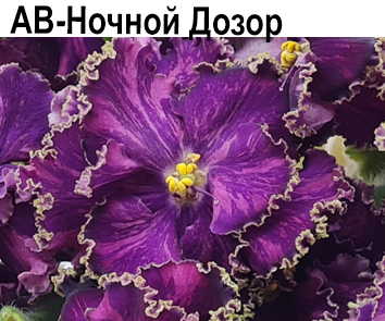 АВ-Ночной Дозор (А. Тарасов)