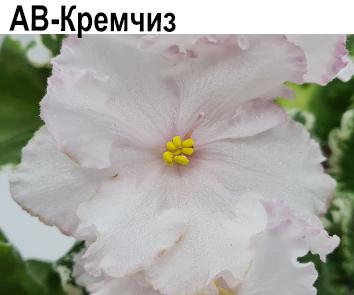 АВ-Кремчиз (А. Тарасов)