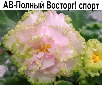 АВ-Полный Восторг!  светл. спорт