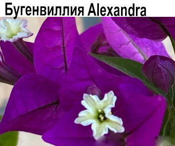 Бугенвиллия Alexandra