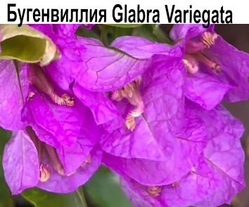 Бугенвиллия Glabra Variegata