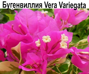 Бугенвиллия Vera Variegata