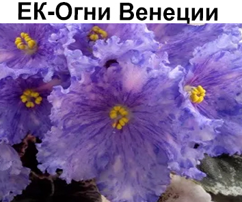 ЕК-Огни Венеции (Е. Коршунова)