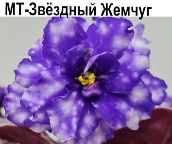 МТ-Звёздный Жемчуг (Тотиева)