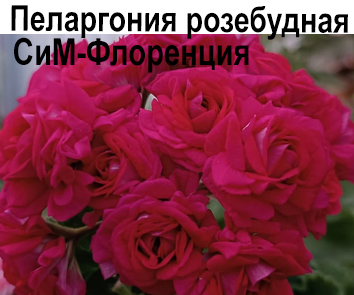 Пеларгония розебудная СиМ-Флоренция НОВИНКА!