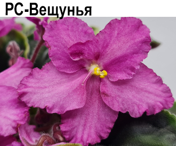 РС-Вещунья (С. Репкина)