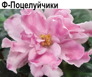 Ф-Поцелуйчики