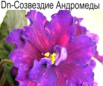 Dn-Созвездие Андромеды (Денисенко)