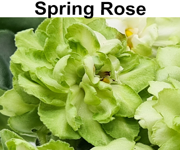 Spring Rose (LLG/P. Sorano)