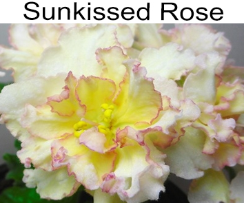 Sunkissed Rose (LLG/Herringshaw)