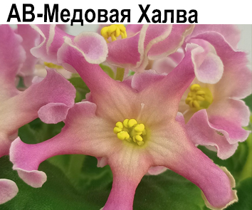 АВ-Медовая Халва