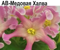 АВ-Медовая Халва