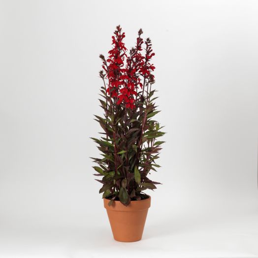 Лобелия прекрасная (Lobelia x speciosa) Starship Scarlet Bronze Leaf, 25 драже