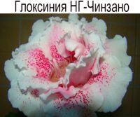 НГ-Чинзано
