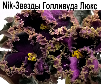 Nik-Звезды Голливуда Люкс (Н.Булко) НОВИНКА