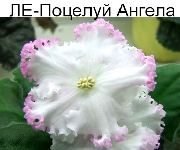 ЛЕ-Поцелуй Ангела (Е.Лебецкая)