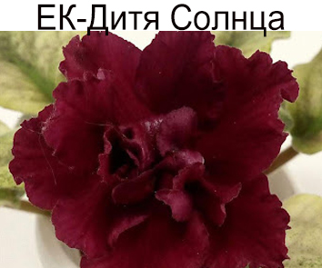 ЕК-Дитя Солнца (Е.Коршунова)