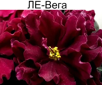 ЛЕ-Вега (Е.Лебецкая)