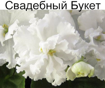 Свадебный Букет (Морев)