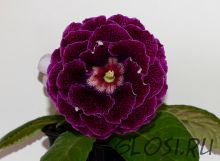 ЕН-Лиловые Ночи Парижа (сел.Е.Николаева) Новинка 2025!