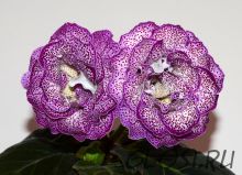 ЕН-Пино Нуар (сел.Е.Николаева) Новинка 2024!