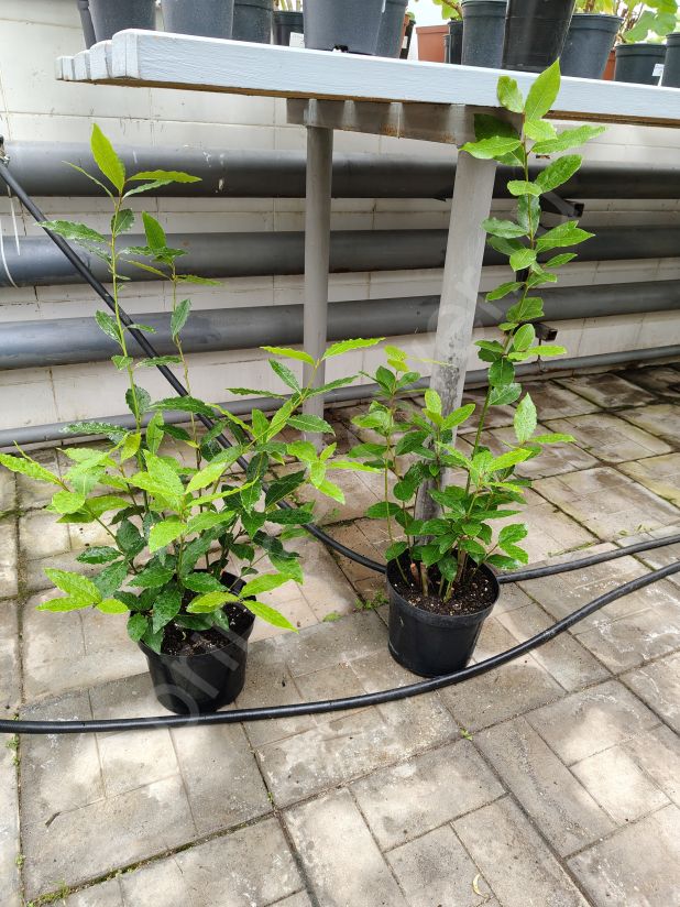 Лавр благородный