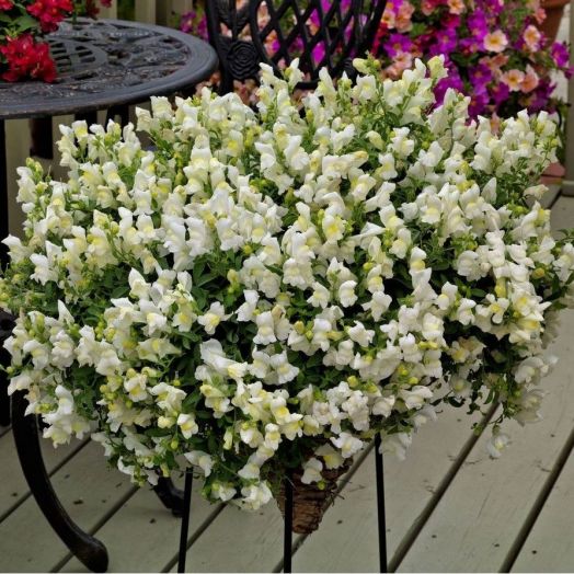 Львиный зев ампельный (Antirhinum majus pendula F1) Candy Showers White, 50 семян