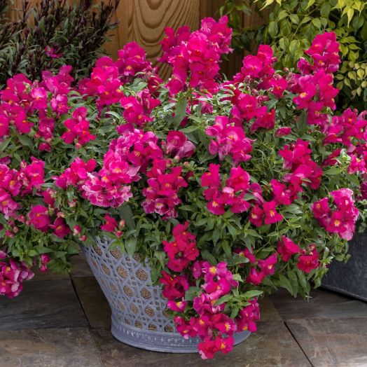 Львиный зев ампельный (Antirhinum majus pendula F1) Candy Showers Deep Purple, 50 семян