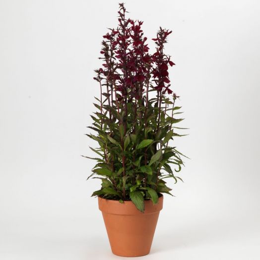 Лобелия прекрасная (Lobelia x speciosa) Starship Burgundy, 25 драже