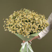 Ромашки - ромашульки