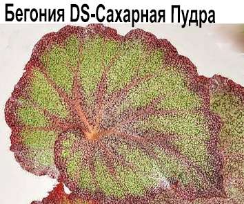 DS-Сахарная Пудра  НОВИНКА КАТАЛОГА!