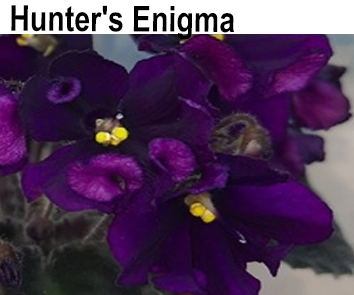 Hunter's Enigma (K.Muzalewski)  НОВИНКА КАТАЛОГА!