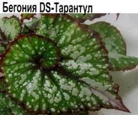 Бегония DS-Тарантул