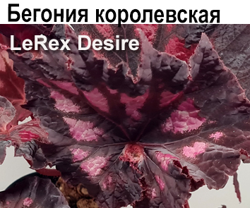 Бегония LeRex Desire