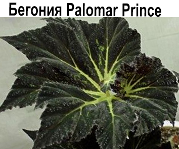 Бегония Palomar Prince   НОВИНКА КАТАЛОГА!
