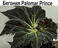 Бегония Palomar Prince