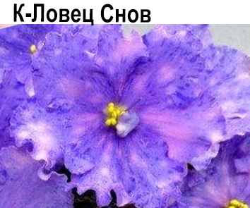 К-Ловец Снов (Крайдуба)